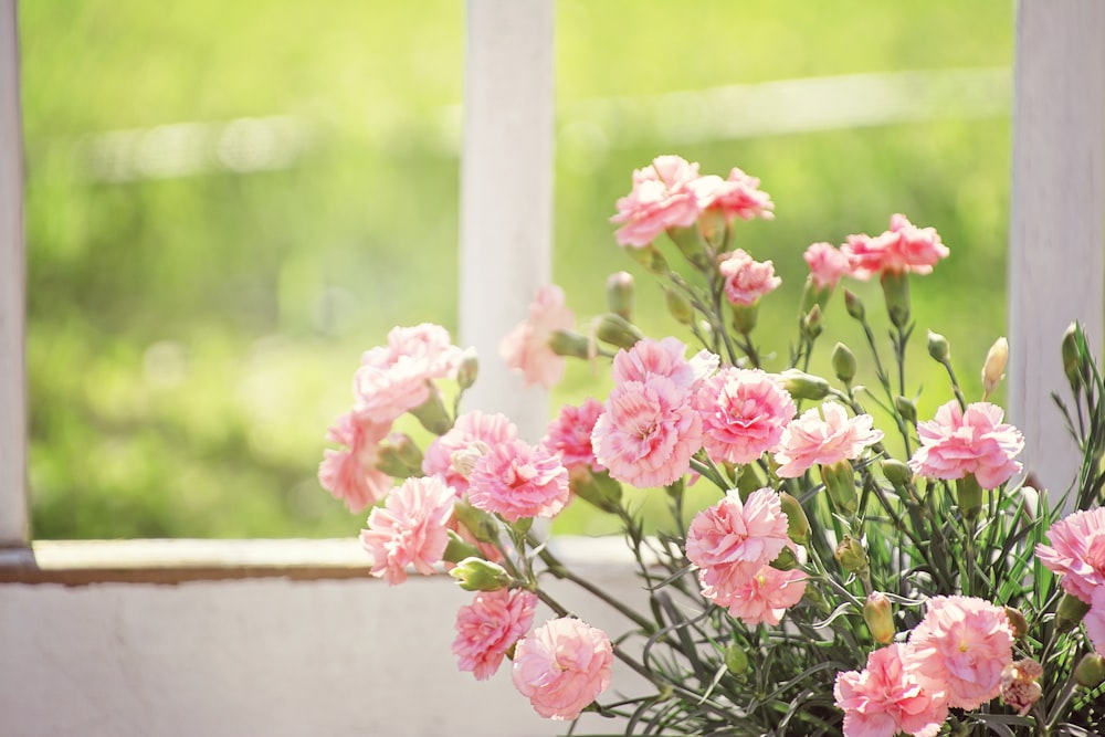 pink flowers in white ceramic pot