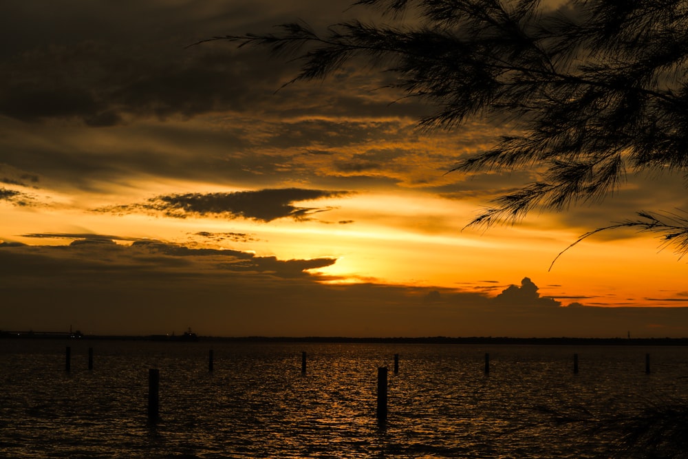 silhouette of palm trees near body of water during sunset