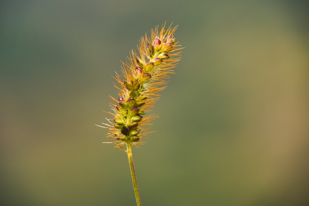 yellow and green flower in macro lens