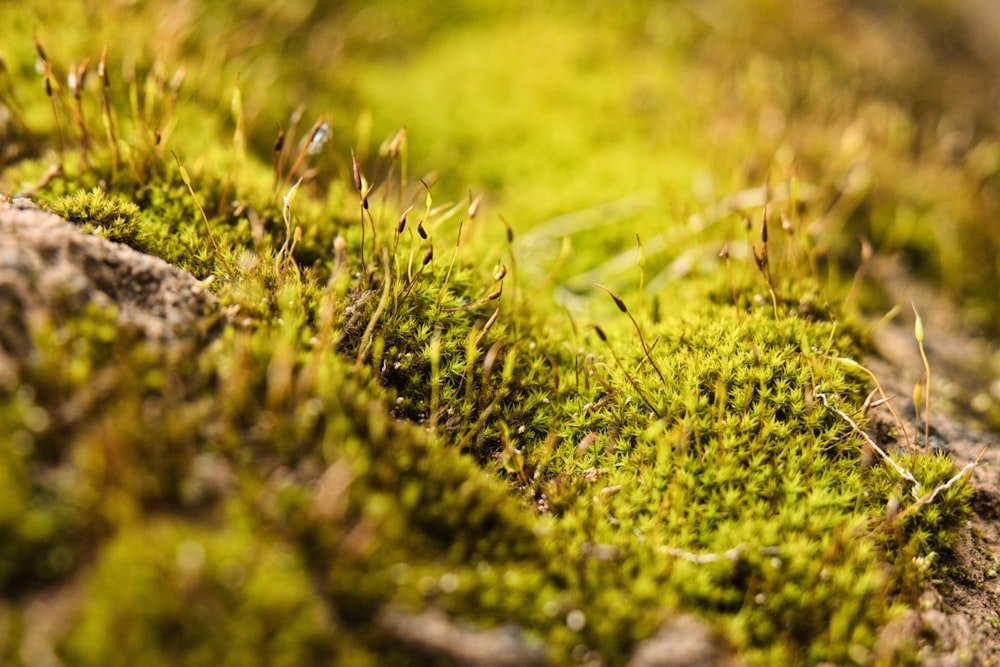 green grass field during daytime