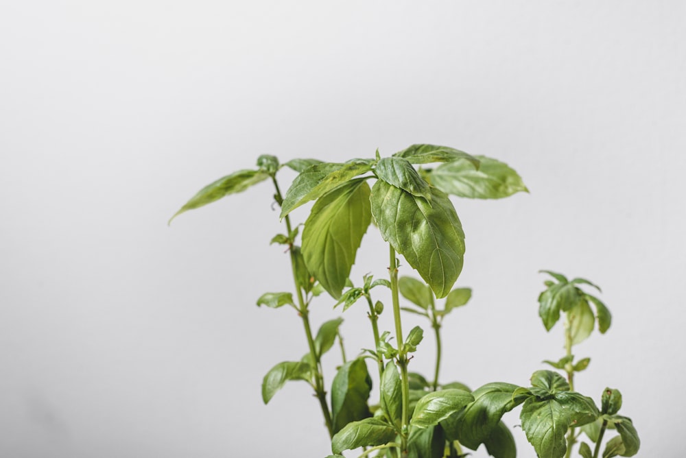 green plant on white ceramic pot