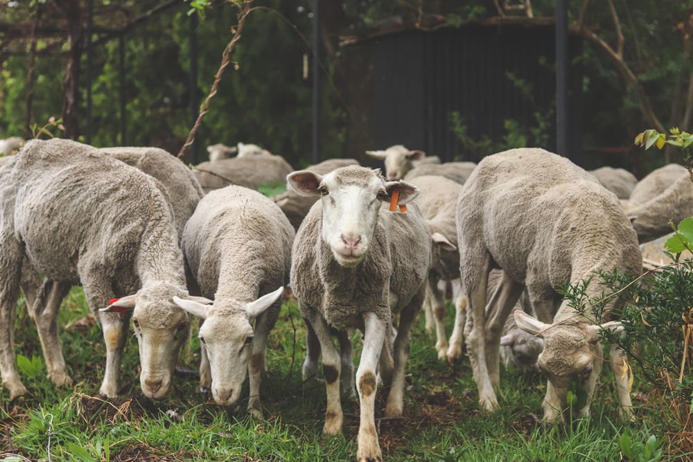 herd of sheep on green grass field during daytime