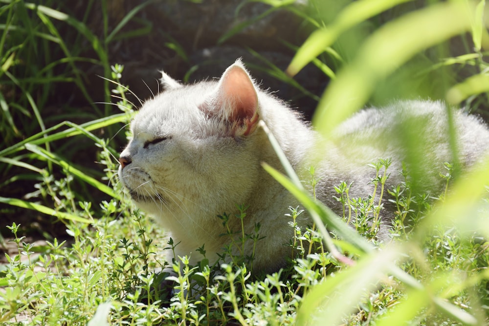 russian blue cat on green grass