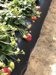 A row of strawberry plants with lush green leaves and ripe red strawberries growing on a dark, raised bed. Some strawberries are still green and not fully ripe. The ground is sandy and there is ample sunlight illuminating the scene, creating a vibrant and fresh atmosphere.