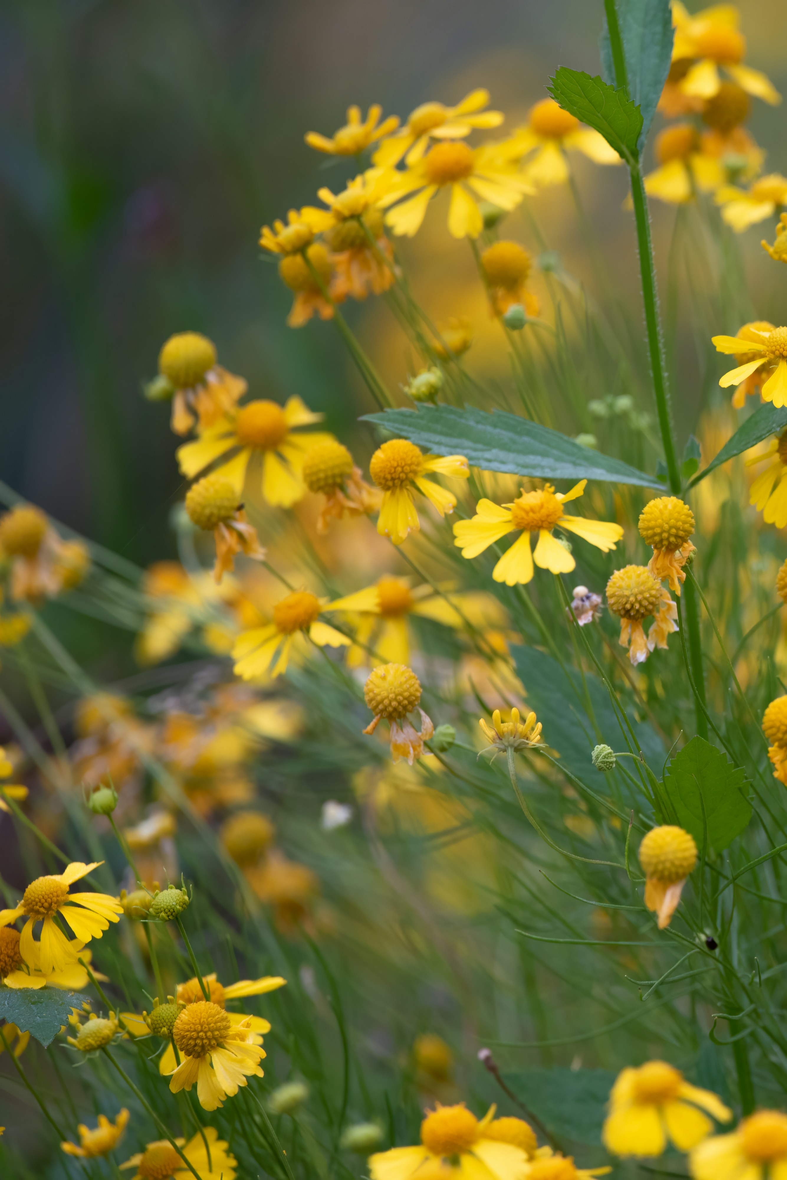 Imágenes de Flor Silvestre Amarilla | Descarga imágenes gratuitas en  Unsplash, image size:3000x4494