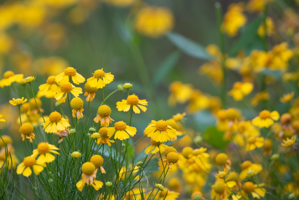 yellow flowers in tilt shift lens