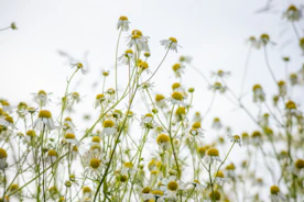 white and yellow flowers under sunny sky