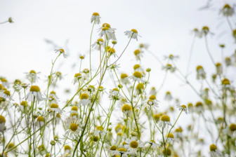 white and yellow flowers under sunny sky