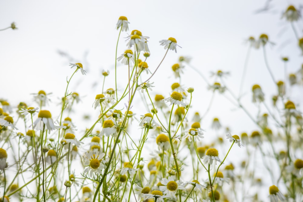 fiori bianchi e gialli sotto il cielo soleggiato