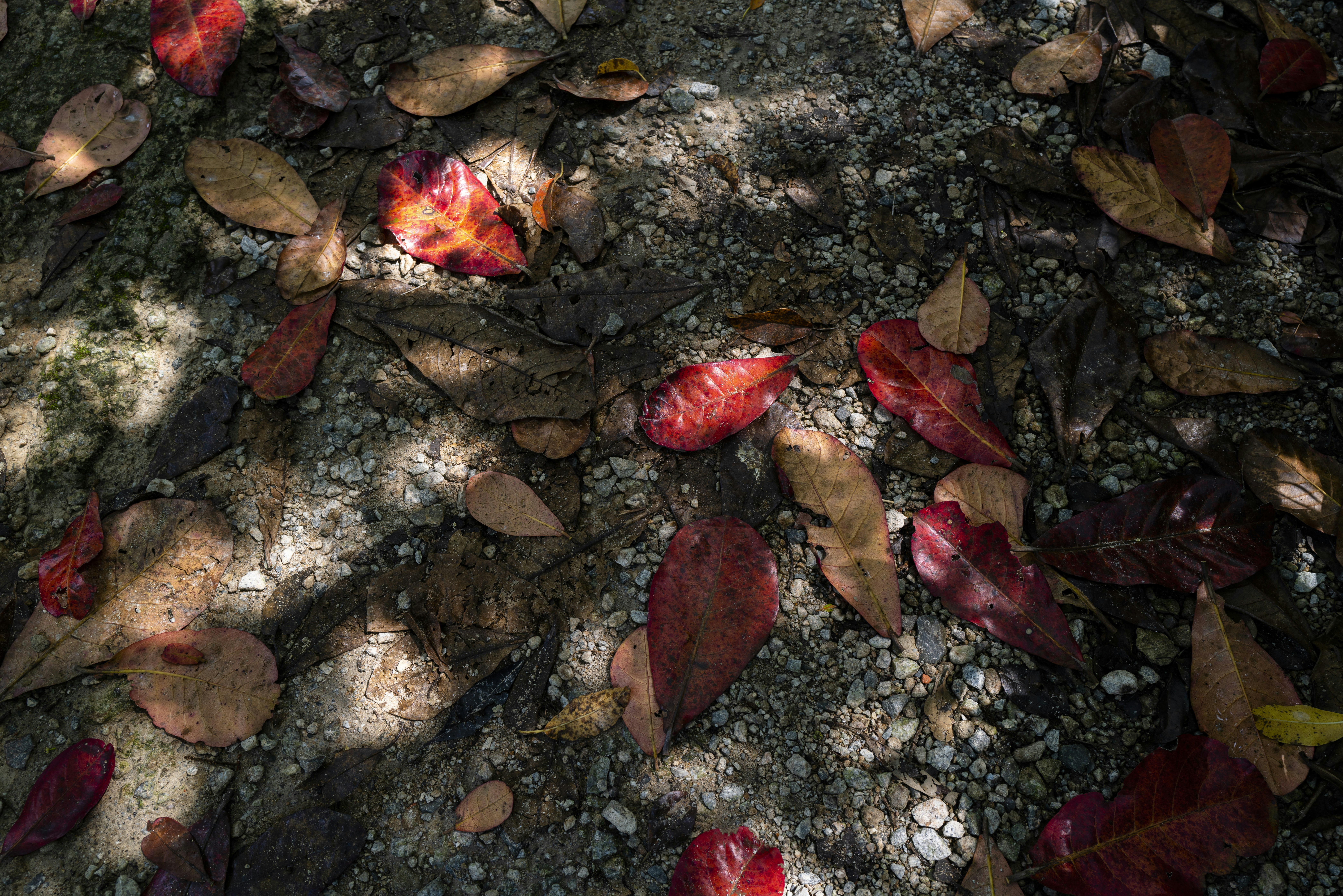 red and brown leaves on ground