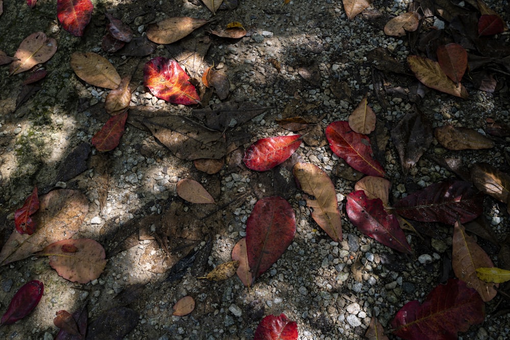 folhas vermelhas e marrons no chão