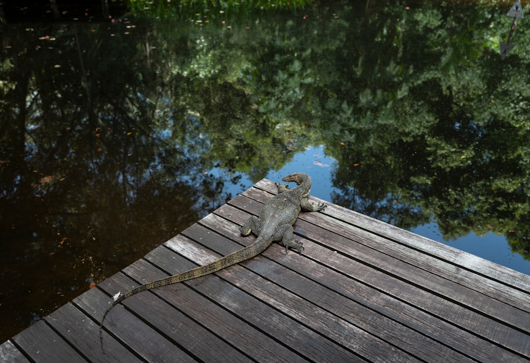 gray frog on brown wooden dock