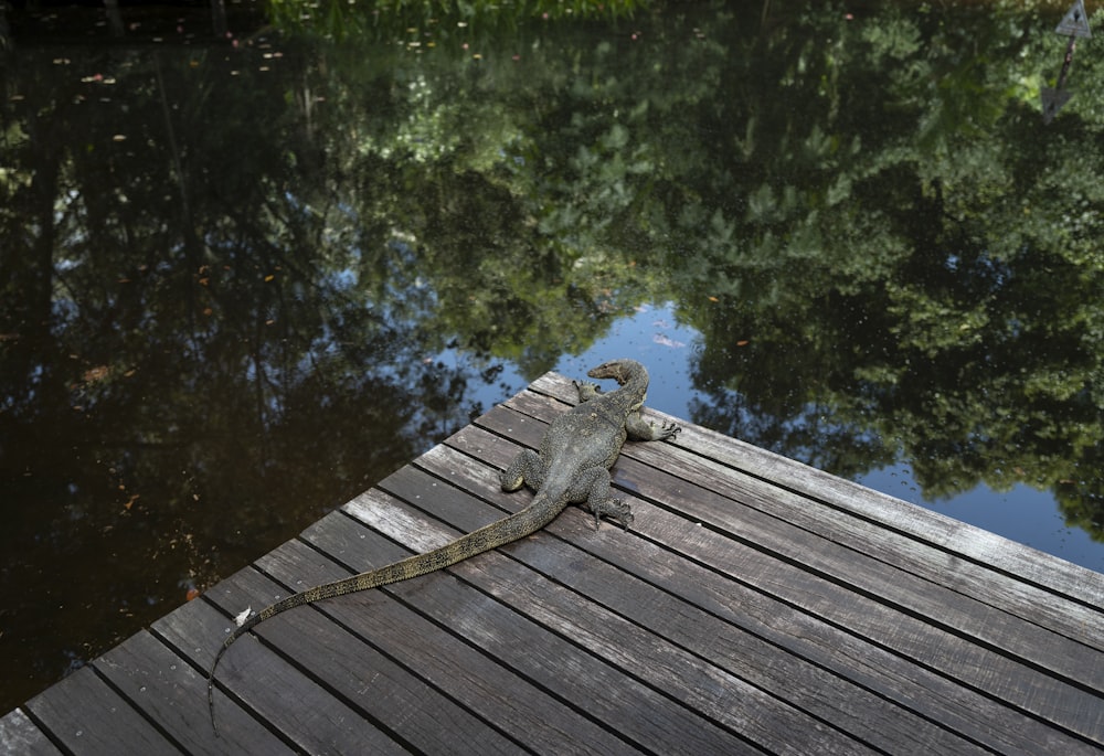 gray frog on brown wooden dock