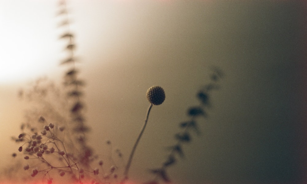 white dandelion in close up photography