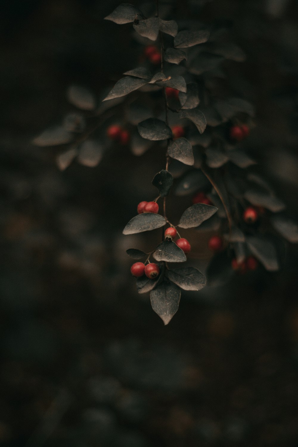 red round fruits in tilt shift lens