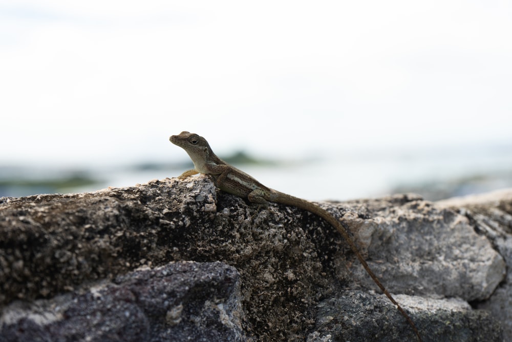 brown lizard on gray rock during daytime