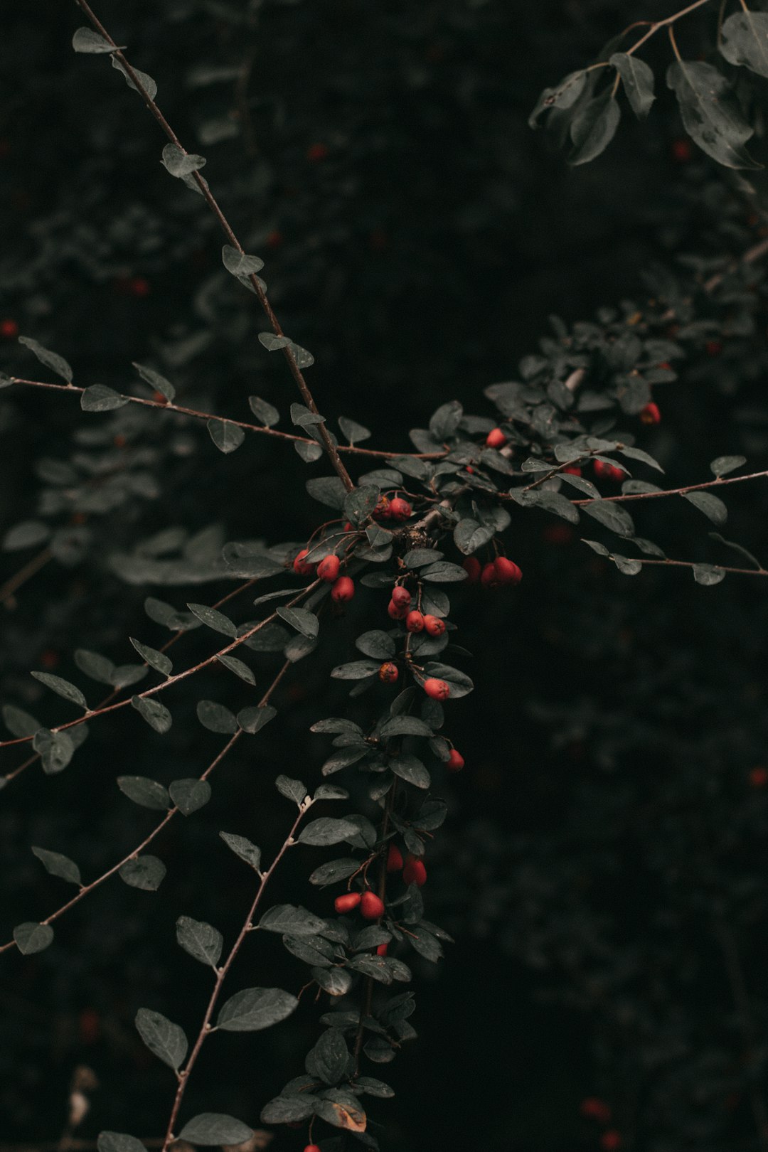 red round fruits on tree branch