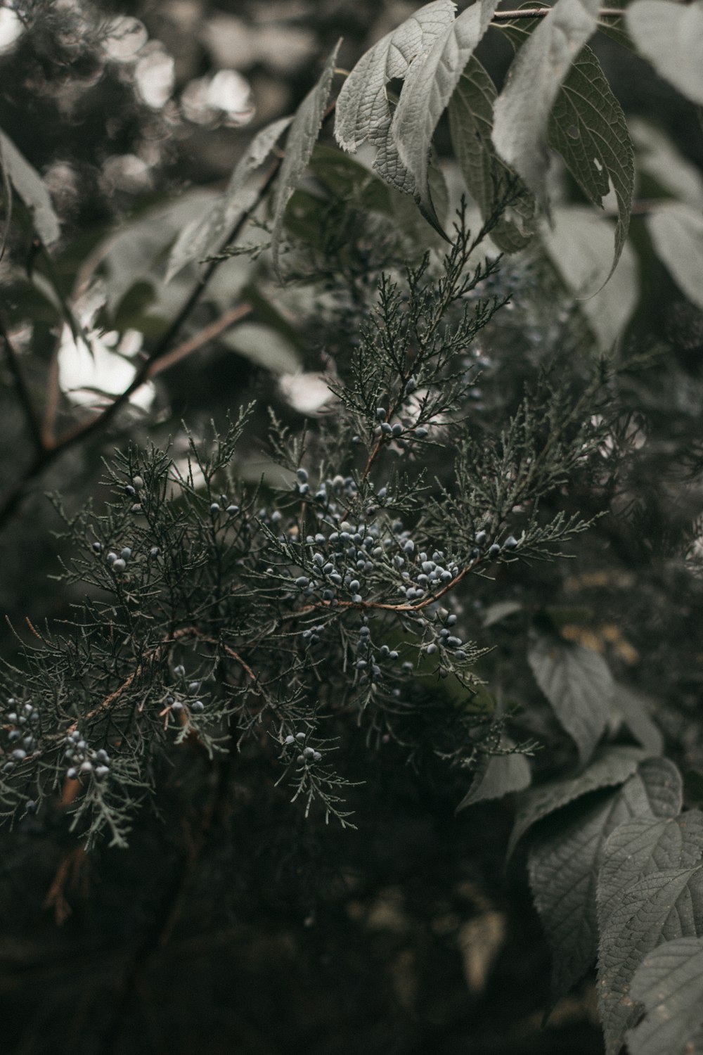 green and white plant during daytime