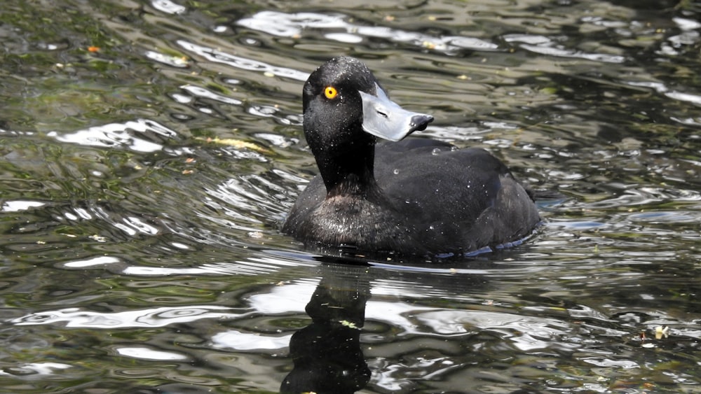 black duck on water during daytime