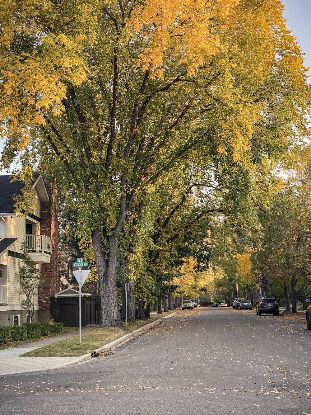 gray concrete road between trees and houses