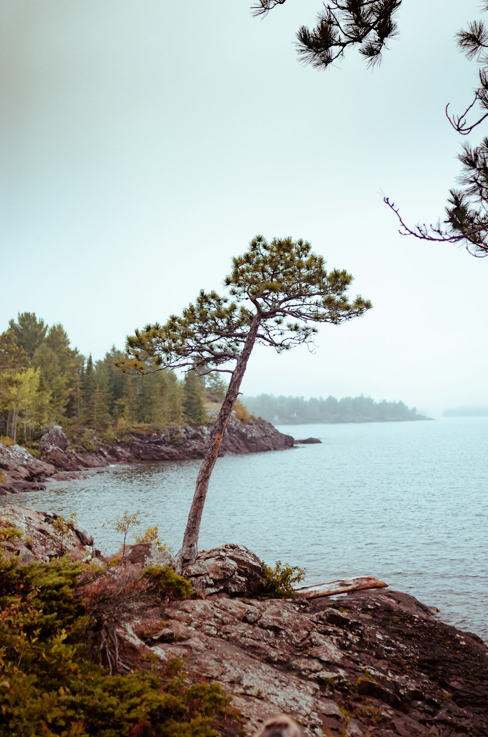 green trees on brown rock formation near body of water during daytime