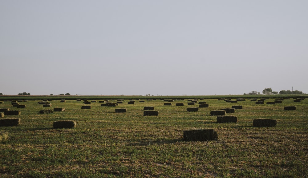 brown grass field under white sky during daytime