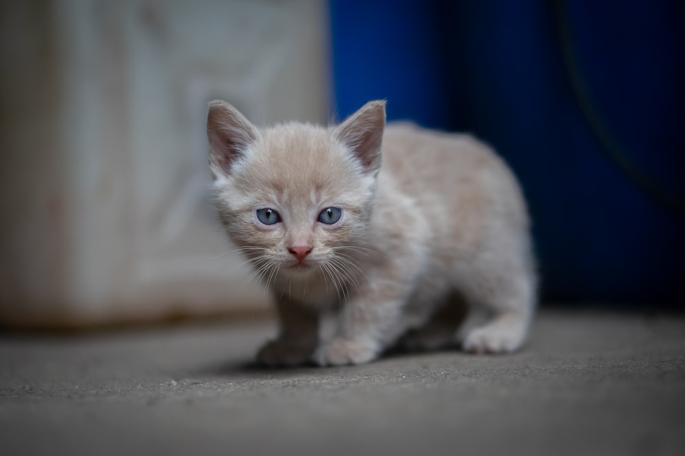 orange tabby kitten on white surface