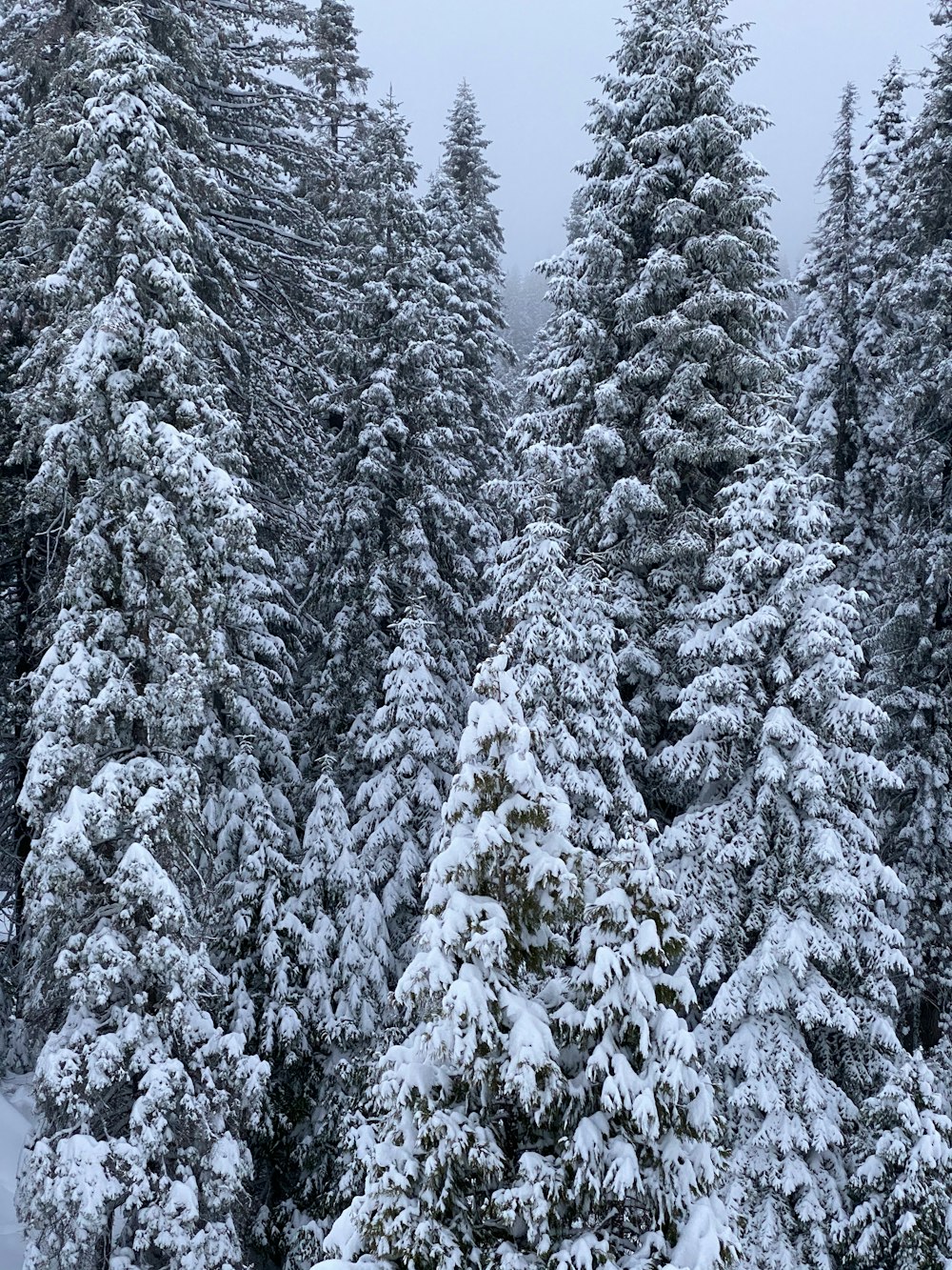 snow covered pine trees during daytime