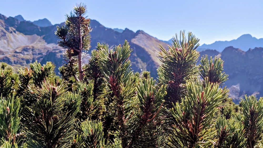 green and brown pine tree