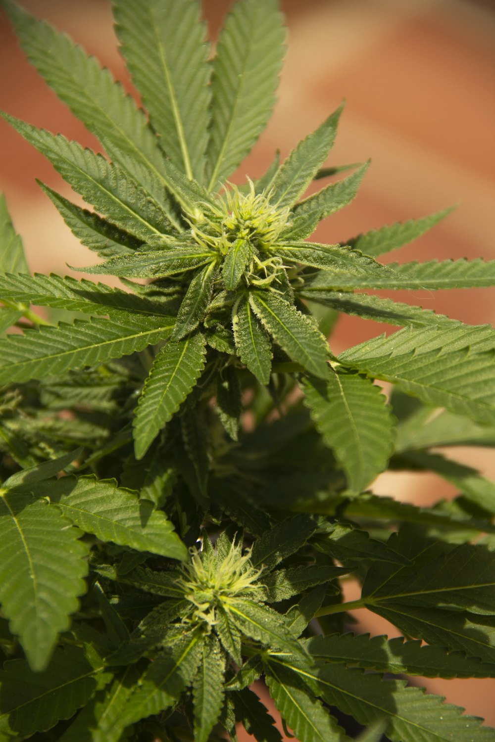 green leaf plant in close up photography