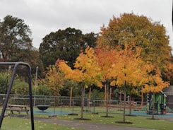 Children climbing trees with safety gear in a sunny outdoor park