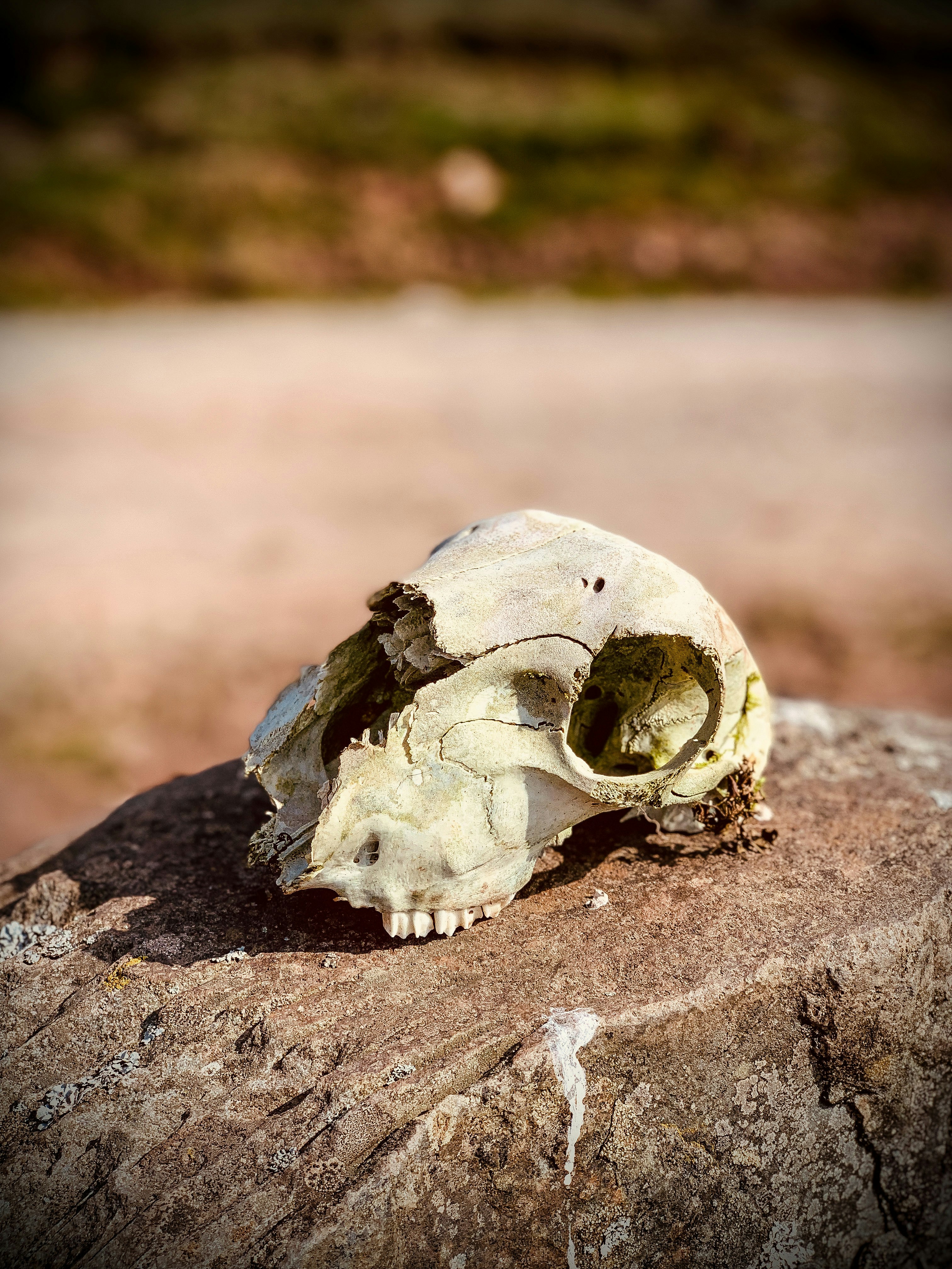 Photo by richard_glendenning