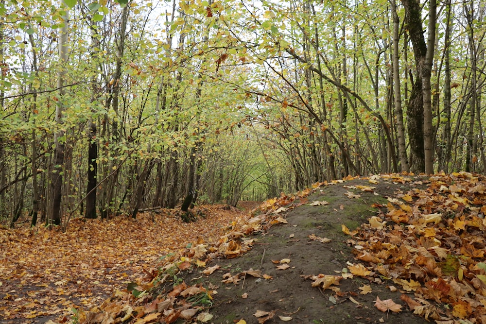 brown dried leaves on the ground