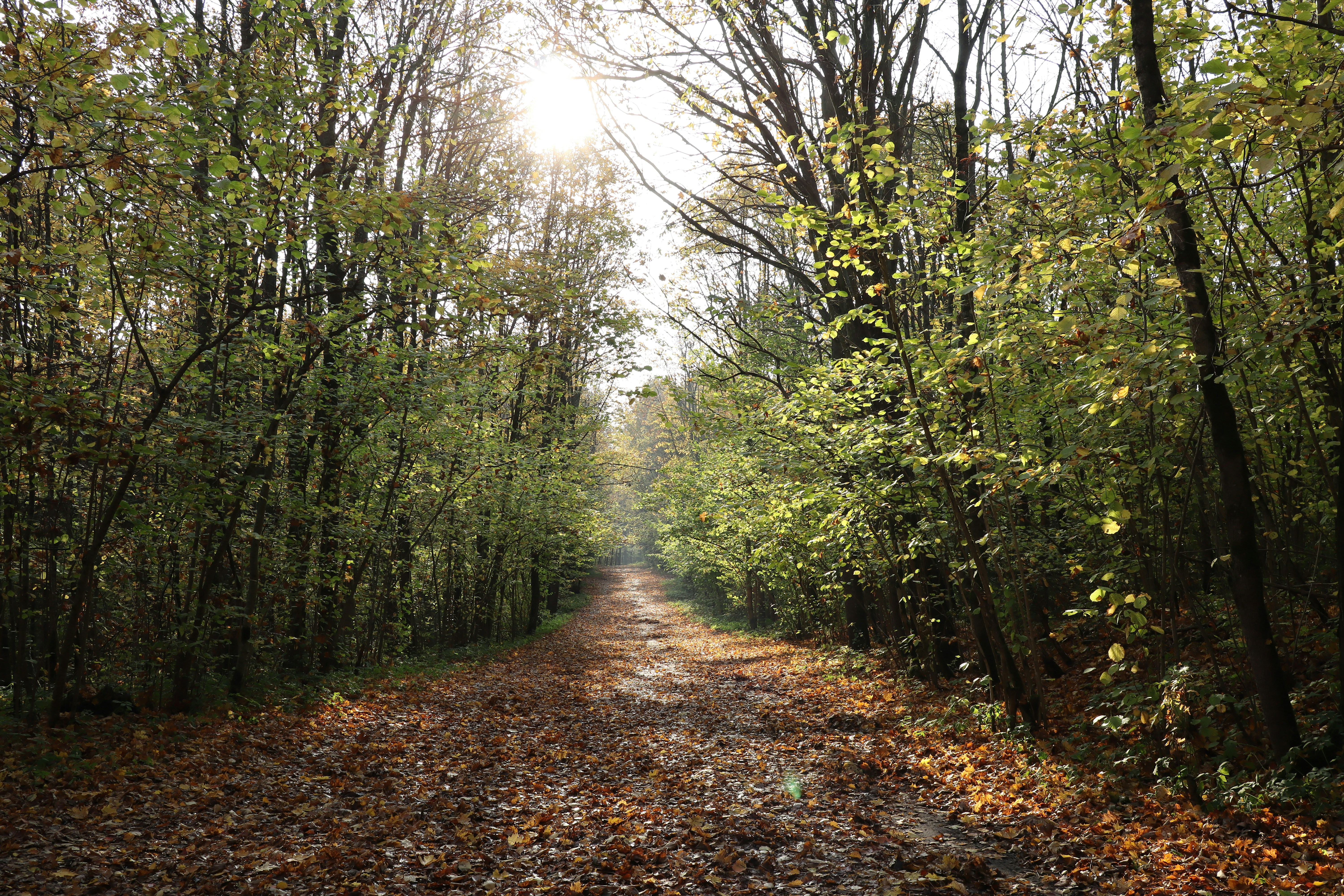 Photo by makakakakala