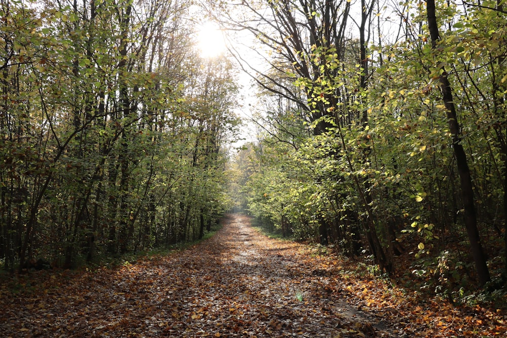 brown dirt road between green trees during daytime