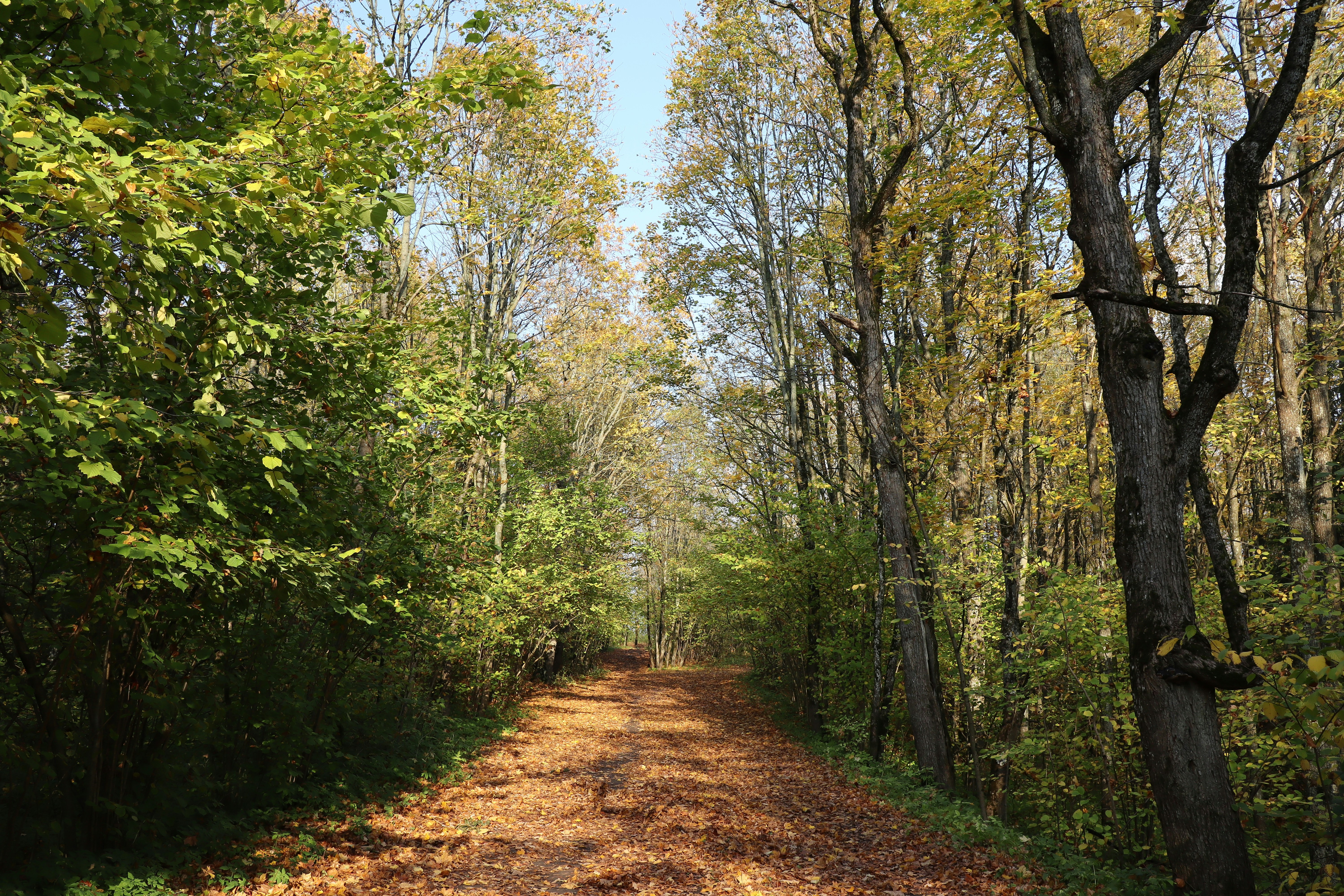 Photo by makakakakala