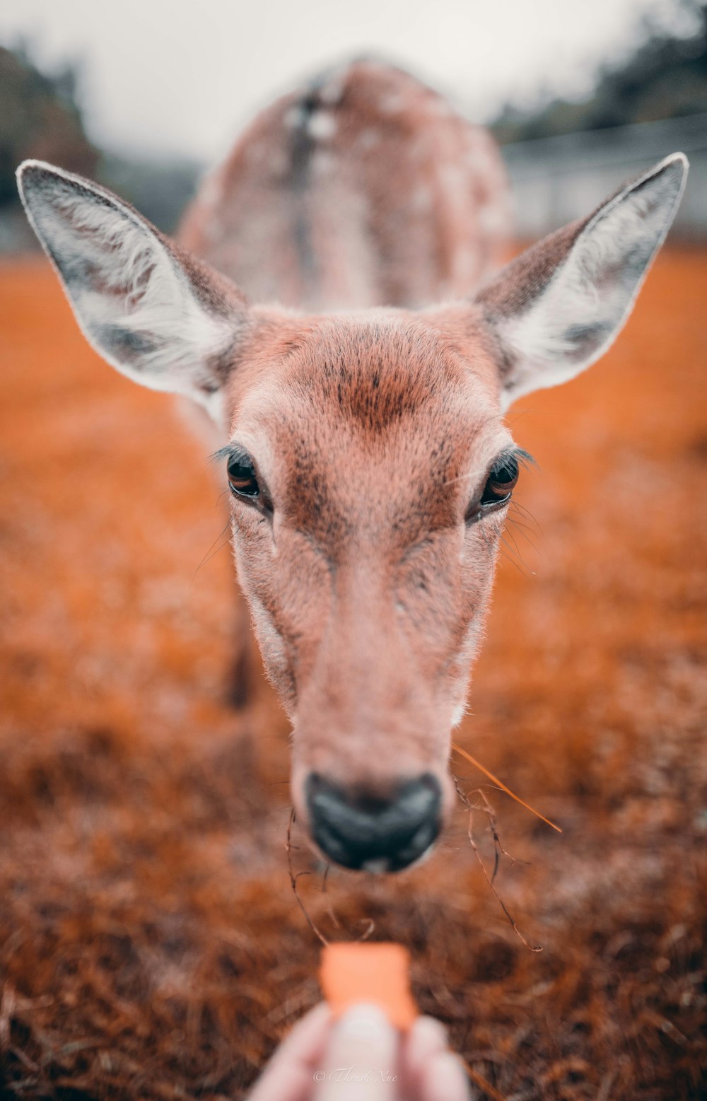 brown deer in close up photography during daytime