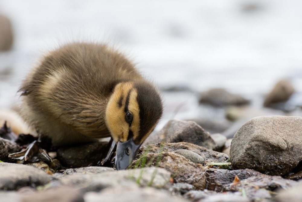 brown duck on rocky ground during daytime