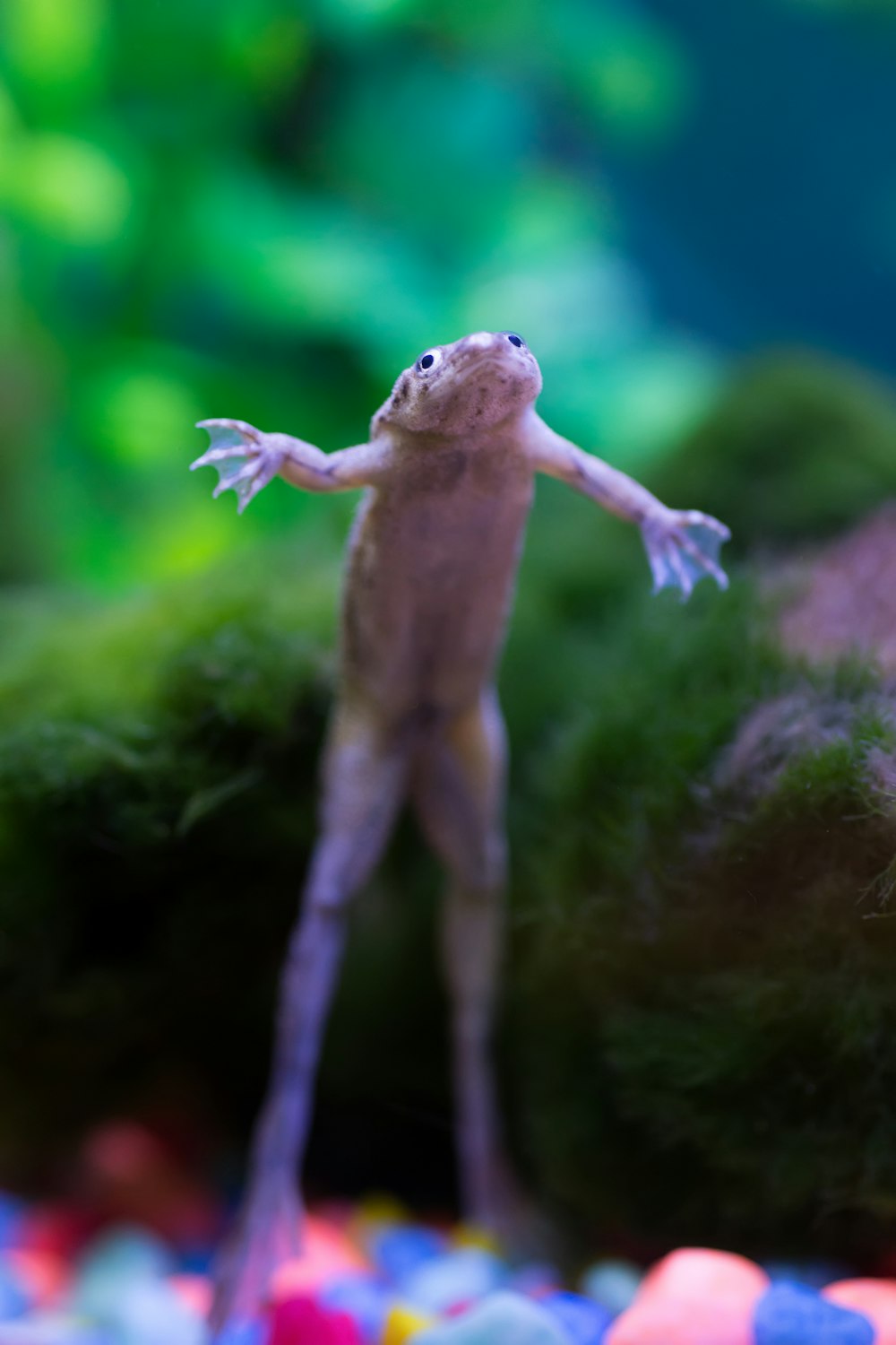 brown and white lizard on brown tree branch