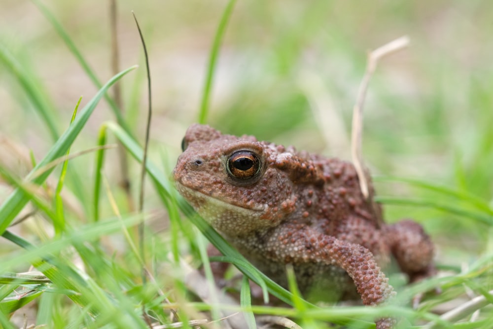 brown frog on green grass during daytime