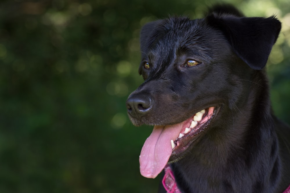 black short coated dog with pink collar