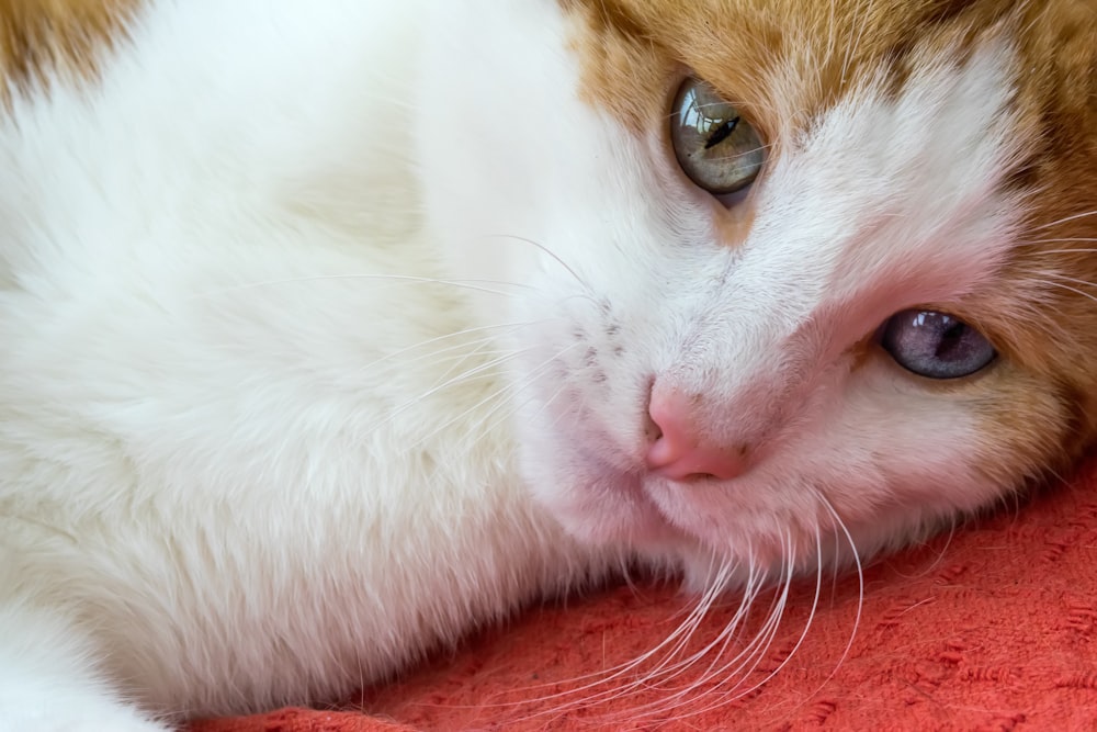 white and orange cat on red textile