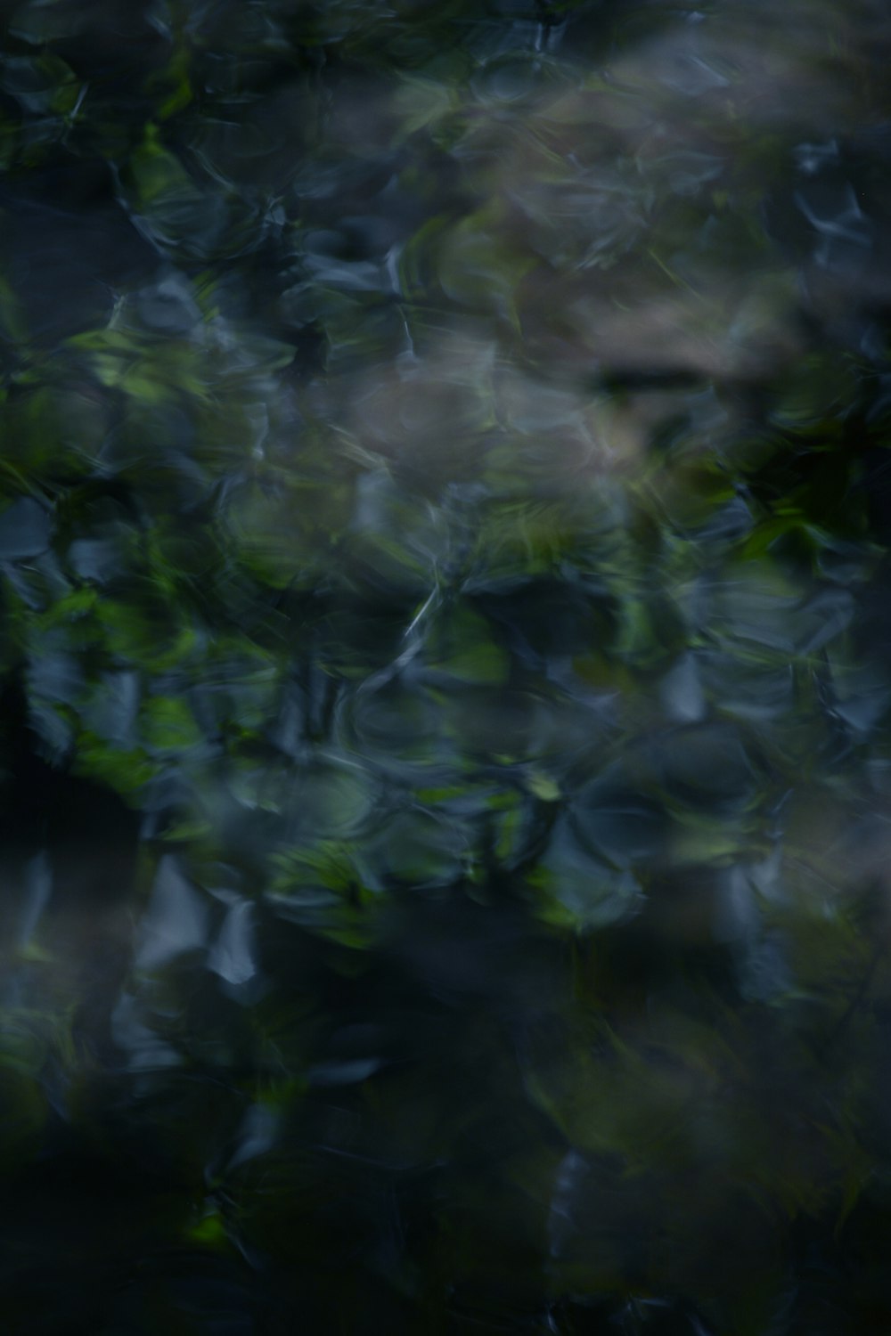 green leaves on body of water