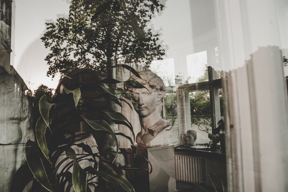 green plant near white window curtain