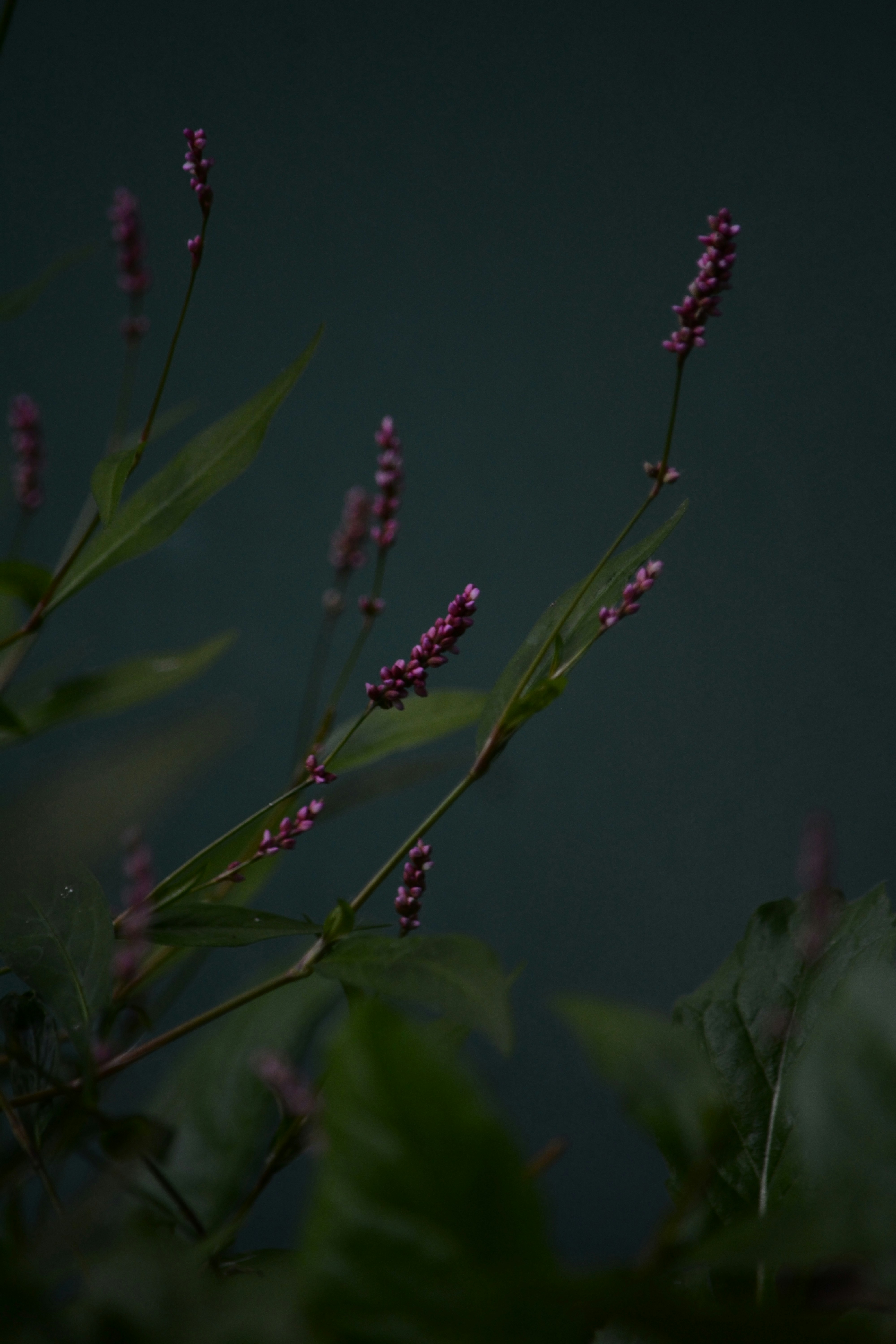 green plant in close up photography