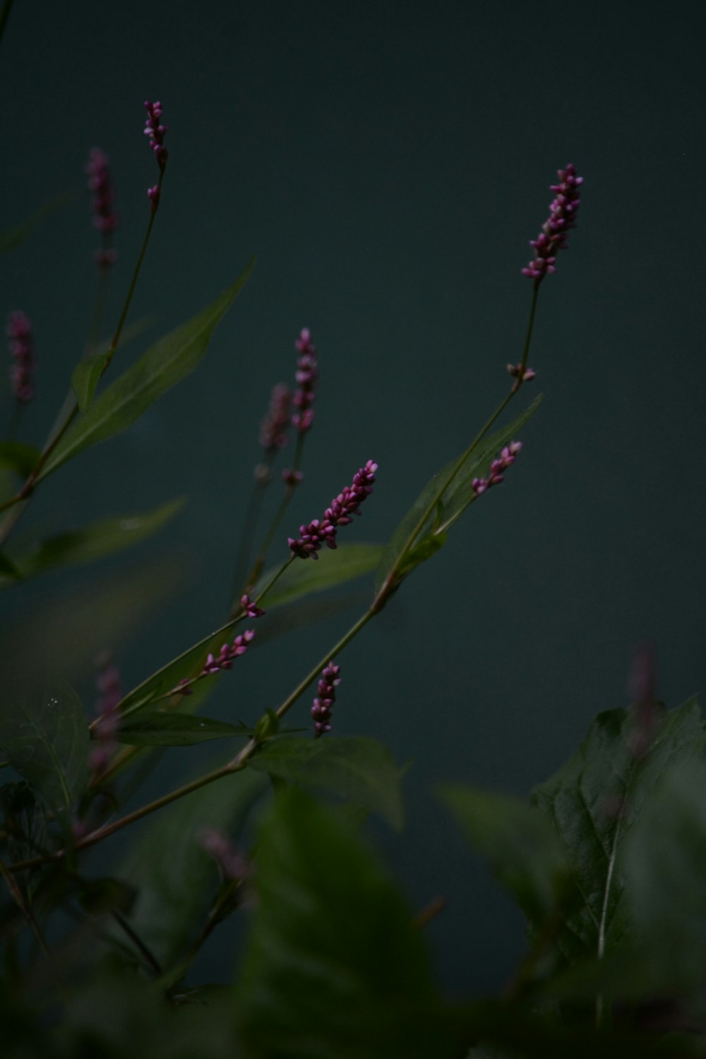 green plant in close up photography