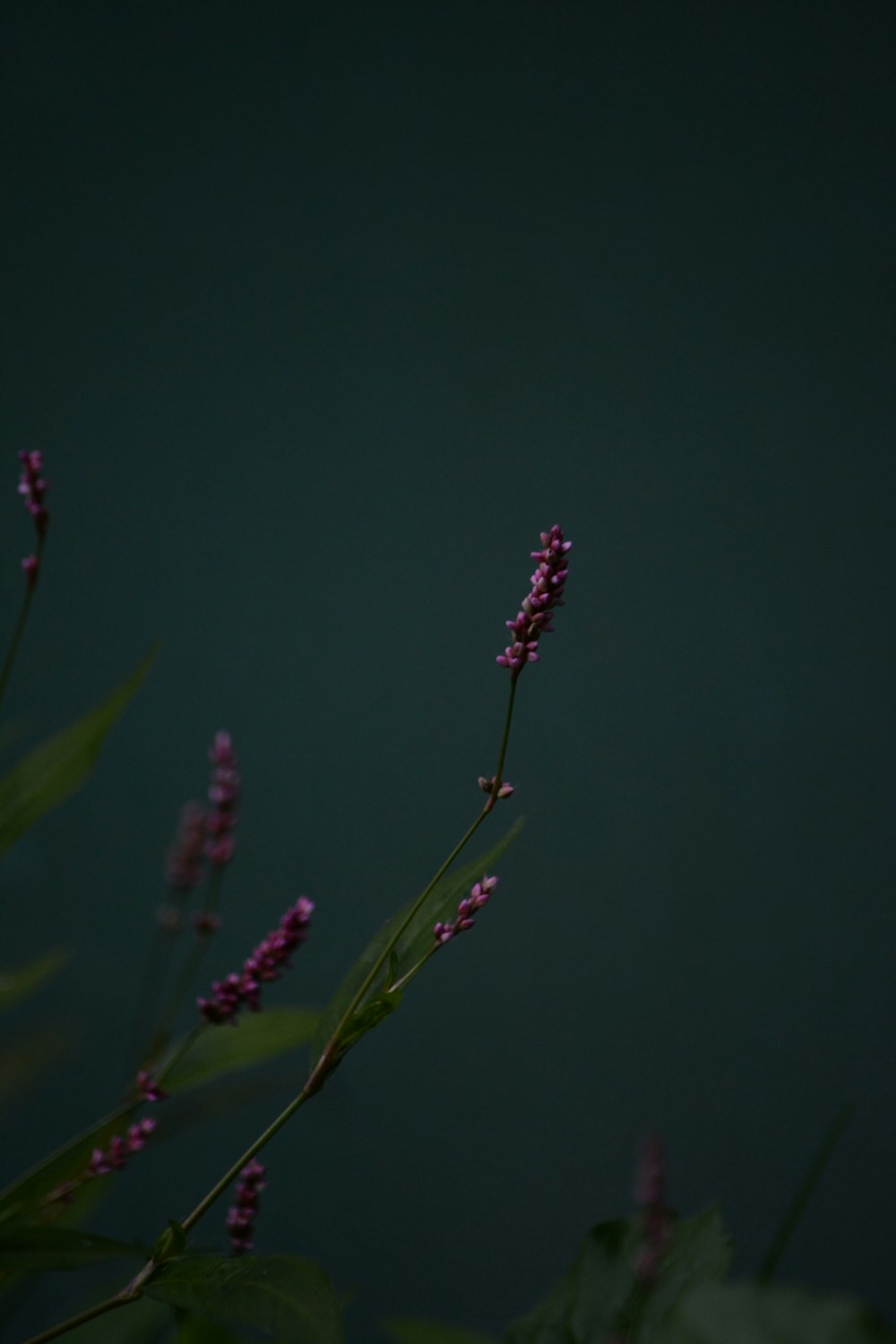 purple flower buds in tilt shift lens