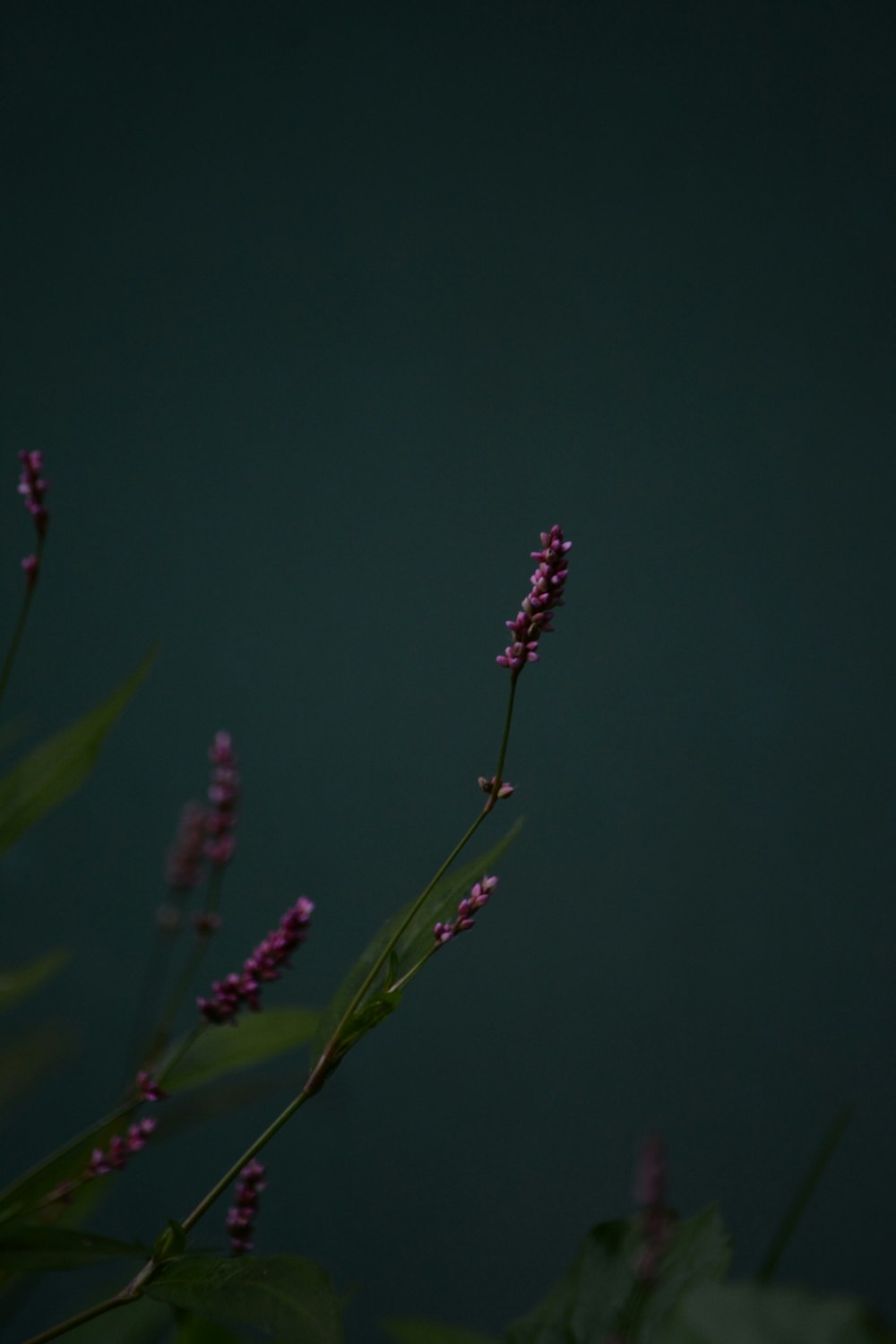チルトシフトレンズの紫色の花のつぼみ