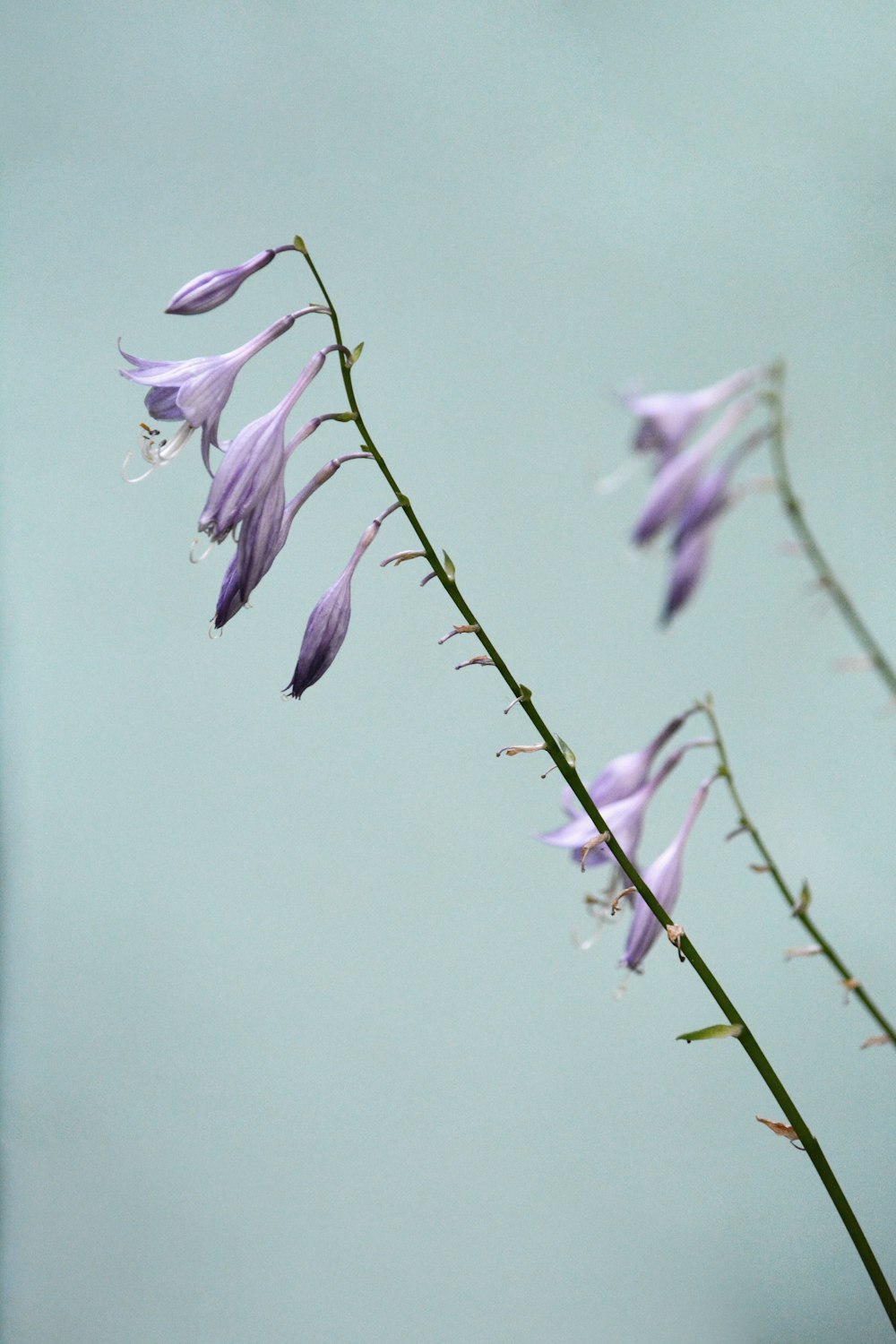 purple flower on green stem