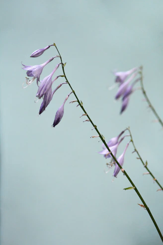 Soft pastel leaves gently resting on a white background with hints of purple and blue.
